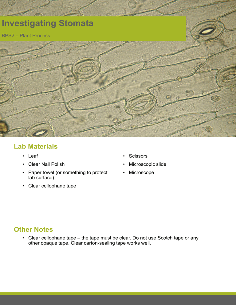 nail varnish stomata experiment