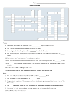 Nervous System Worksheet: Crossword Puzzle