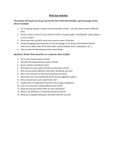Bird Zoo Activity Worksheet