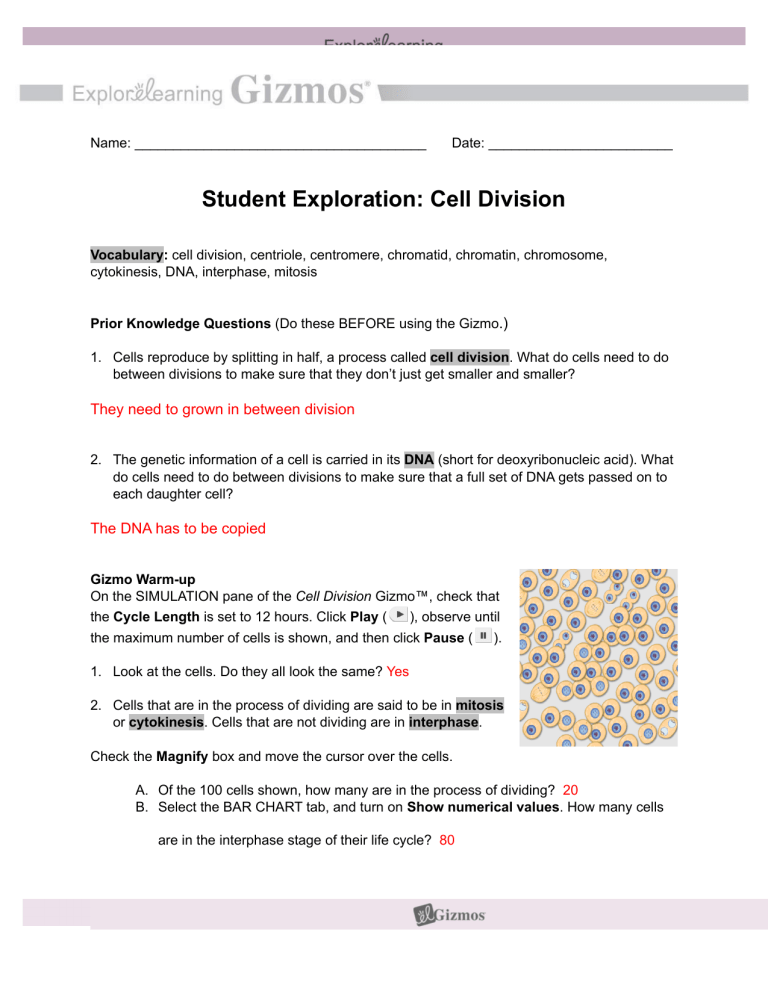 Copy Of Cell Division Student Exploration Sheet