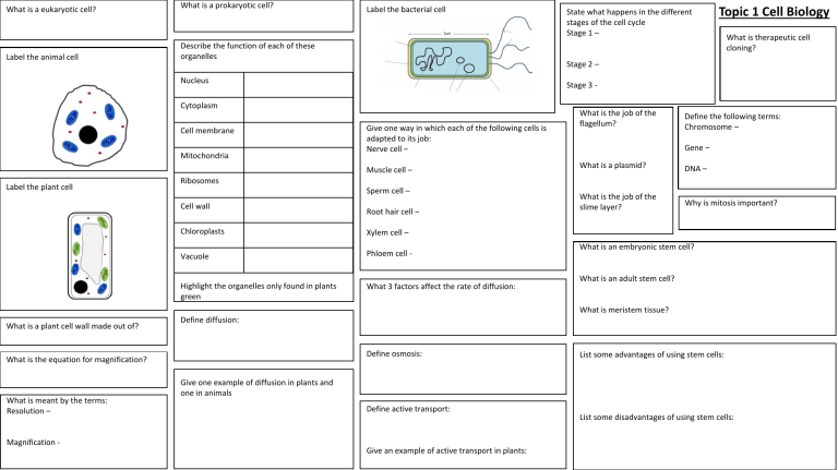 What Is The Job Of A Leaf Cell