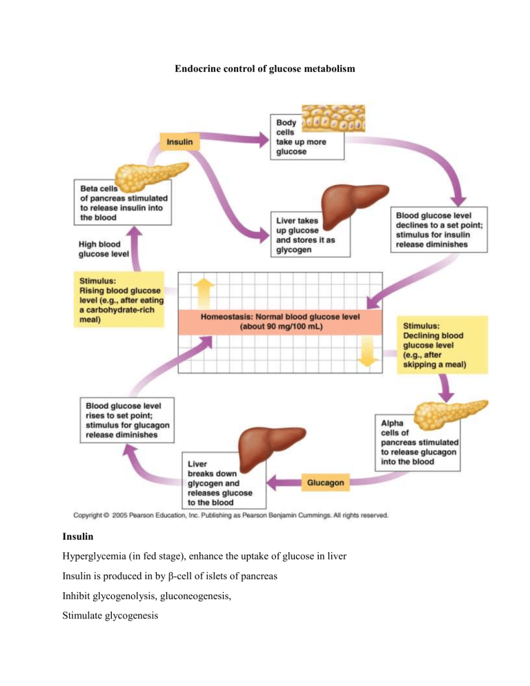Endocrine Control of Glucose Metabolism Diagram