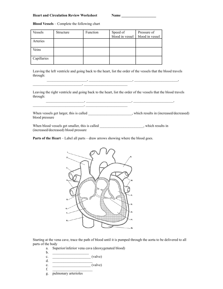 Heart And Circulation Review Worksheet docx