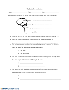 Central Nervous System Worksheet: Brain & Spinal Cord