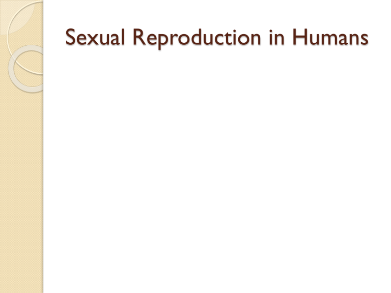 Sexual Reproduction In Humans Igcse 4709