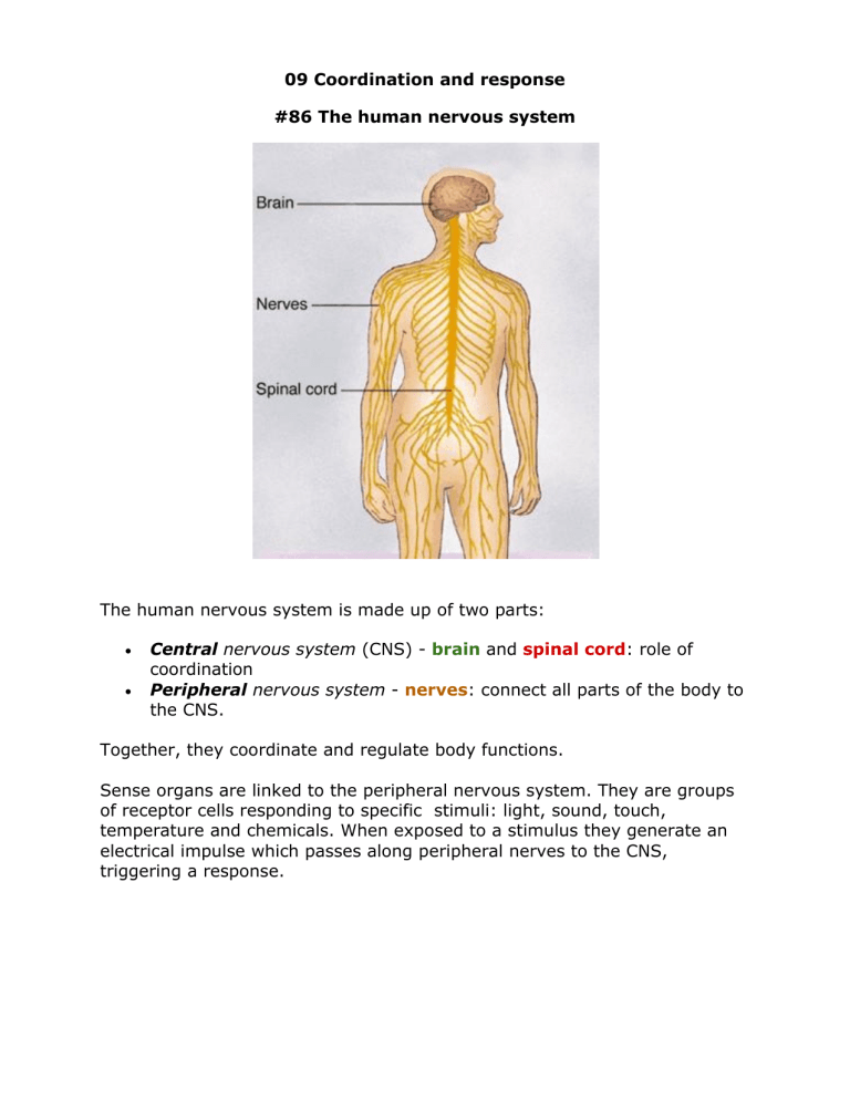 09 Coordination Biology Notes IGCSE 2014