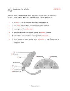 Nerve Structure Worksheet: Anatomy Review