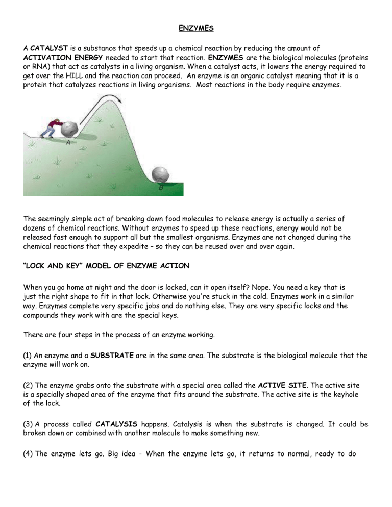 enzyme lock and key worksheet 1