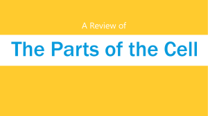 Cell Parts Review: Organelles & Structures