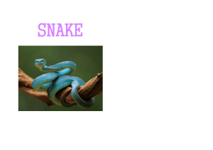 Luna the Viper Snake: A Short Story for Kids
