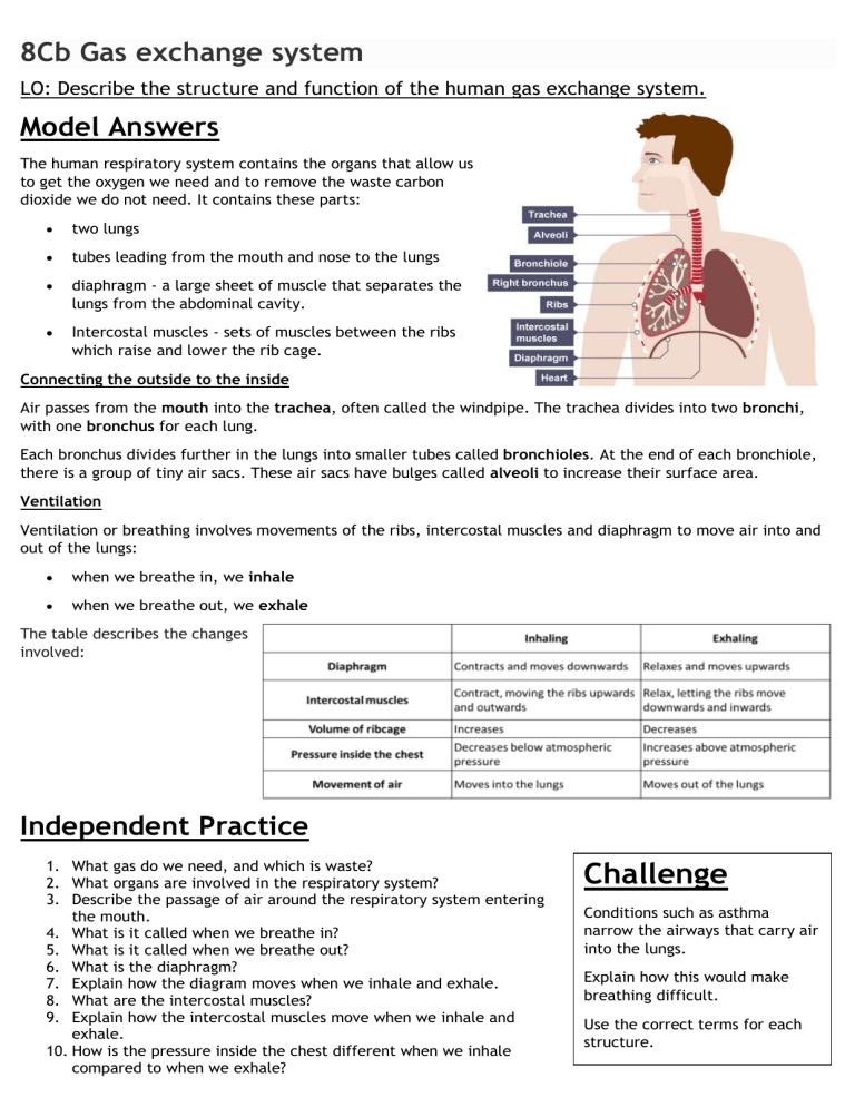 8Cb Gas exchange system