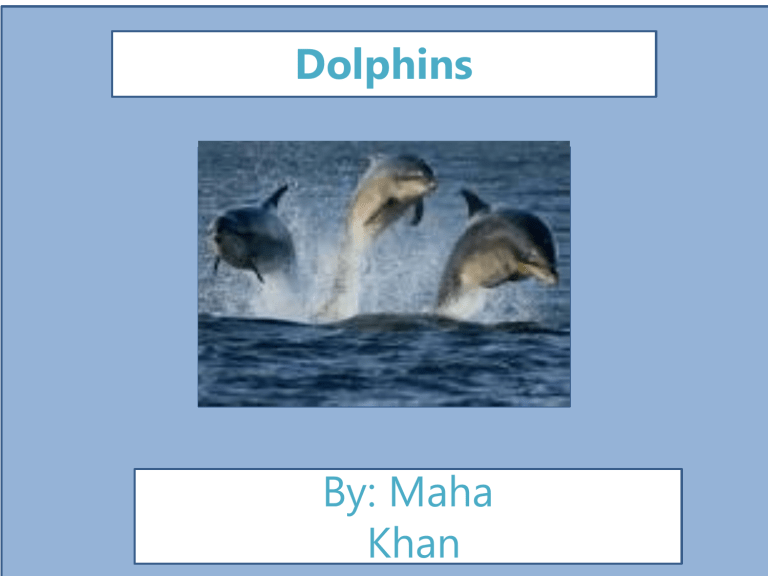 Dolphin