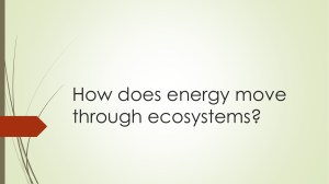 Energy Flow in Ecosystems: Food Chains & Trophic Levels