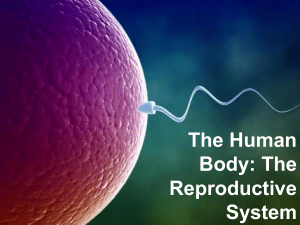 Human Reproductive System: Anatomy, Genetics, & Cycle
