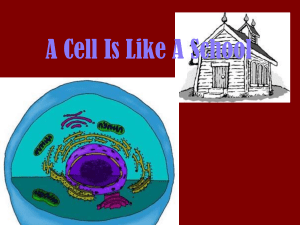 Cell Analogy: Cell as a School Worksheet