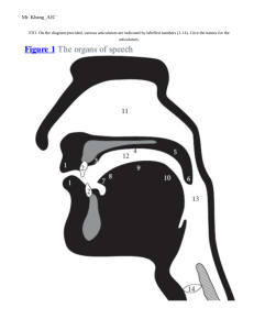 Speech Articulators Worksheet