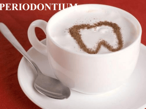 Periodontium: Anatomy, Gingivitis & Periodontitis