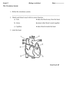 Circulatory System Worksheet - Grade 9 Biology