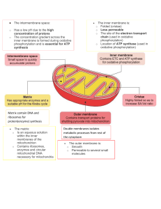 Mitochondrion Structure Diagram