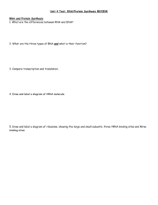 RNA/Protein Synthesis Test Review
