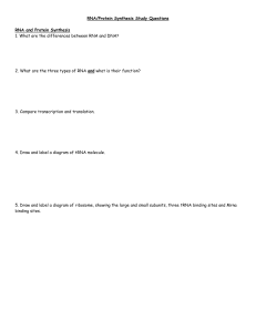 RNA & Protein Synthesis Study Questions