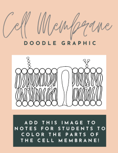 Cell Membrane Doodle Worksheet