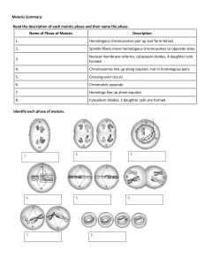 Meiosis Summary Worksheet: Cell Division Phases
