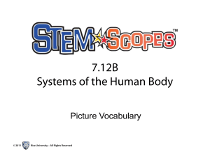 Human Body Systems Picture Vocabulary