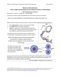 Mitosis, Cell Cycle & Cancer: Worksheet for High School Biology