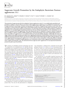 Sugarcane Growth Promotion by Pantoea agglomerans