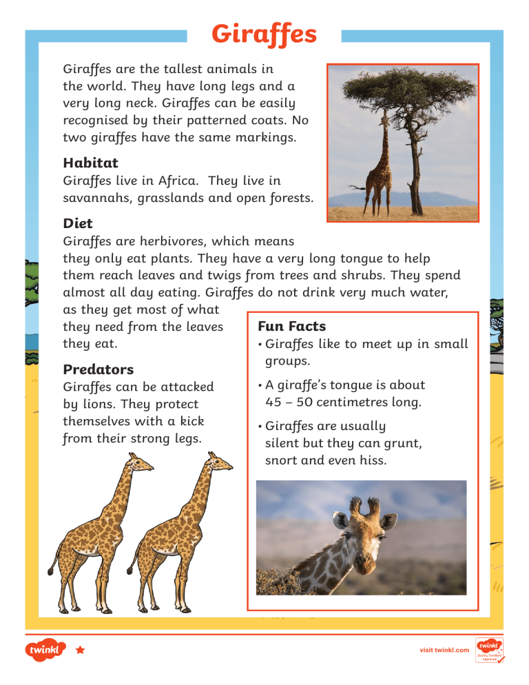 Giraffe Facts: Habitat, Diet, and Fun Facts for Kids