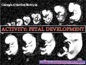 Fetal Development Activity: CAIE 8 Biology