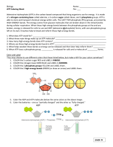 ATP Coloring Worksheet: Biology Energy