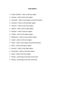 Body Regions: Anatomical Terms List