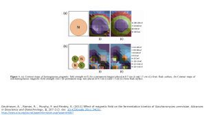 Magnetic Field Effects on Yeast Fermentation Kinetics