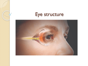 Eye Structure: Anatomy and Function