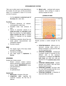 Integumentary System: Skin Structure & Function
