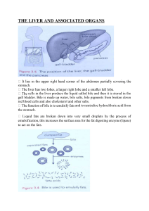 Liver, Gallbladder, Pancreas: Functions & Anatomy