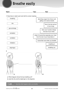 Respiratory System Worksheet: Breathing Mechanics & Anatomy