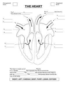 Heart Anatomy Worksheet: Label and Learn!