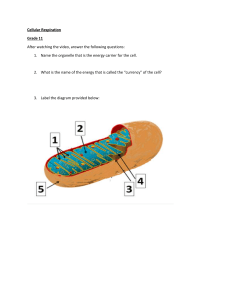 Cellular Respiration Worksheet