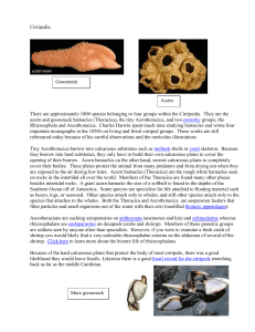 Cirripedia: Barnacle Types & Biology