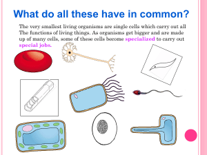 Specialized Cells: Functions & Adaptations
