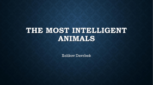 Most Intelligent Animals Presentation