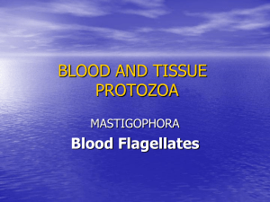 Trypanosoma: Blood Flagellates & African Trypanosomiasis