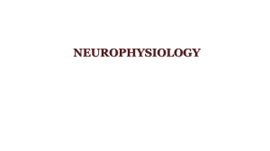 Cerebellum Neurophysiology: Functions & Deficiencies