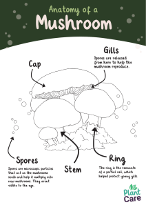 Mushroom Anatomy Diagram
