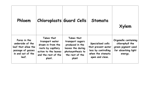 Plant Cell Structures & Functions Worksheet