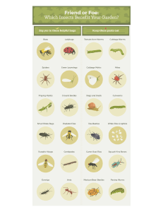 Garden Insects: Friend or Foe Infographic