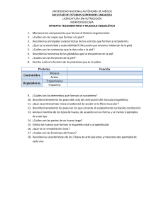 Cuestionario Morfofisiología: Tegumentario y Musculoesquelético